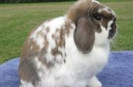 荷兰垂耳兔：兔子种类的详细介绍