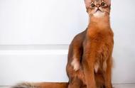 索马里猫：猫咪品种的全新视角