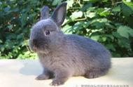 萌宠天地：荷兰侏儒兔的独特魅力