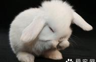 荷兰垂耳兔的饲养秘诀：少量多餐的重要性