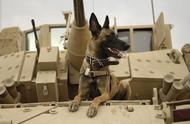 狗年特辑：军犬的历史与两次世界大战的英勇表现