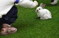 兔年将至：商场里的荷兰兔如何成为萌娃的新宠？