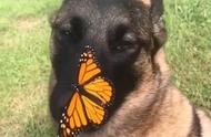 罕见景象！濒危帝王蝶与比利时马利诺犬的奇妙互动