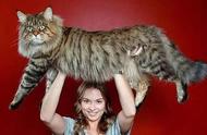 缅因猫：世界上最大的猫种，身体完全伸展时长度可达1.23米