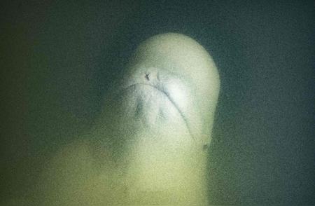 罕见景象：海中的金丝雀——白鲸水下的独特行为