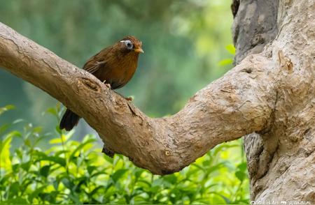 大明湖公园的画眉鸟：颜值惊艳