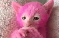 十块钱的魔力：如何把猫染成粉红色？