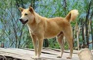 中华田园犬的十大优点，它们真的比宠物狗差吗？