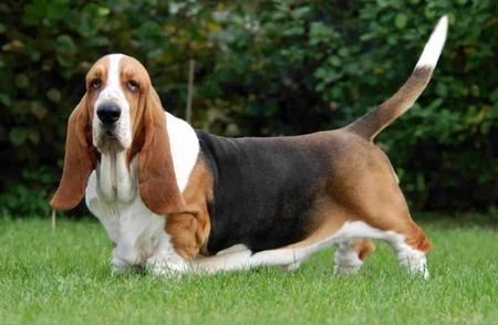 十大犬种：揭秘世界上嗅觉最强的犬种