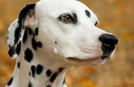 斑点狗：被城市禁养的犬种，值得我们去饲养吗？