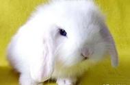 长毛兔养殖技术：特种经济动物的秘密揭晓！