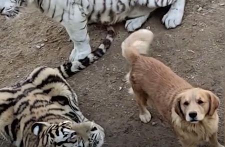 后台最强大的金毛犬，连老虎都要尊称它为母亲，不听话就会受到惩罚