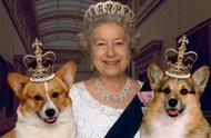 英国皇室为何对狗情有独钟？揭秘一只狗狗如何感动全球