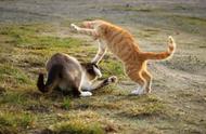 最弱战斗力的猫种，它们真的没有攻击性吗？
