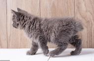 美国短尾猫：尾巴的极致短小