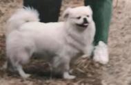 雪儿：一只独具魅力的京巴犬