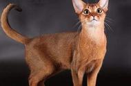 揭秘阿比西尼亚猫：埃及艳后的斑纹与悦耳叫声背后的故事