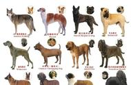 南宁市区犬类禁令：超过三十种犬种被禁止饲养！