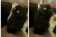 黑波斯猫的奇特行为：只转头不转身，猫妈笑称它体内住着一只猫头鹰
