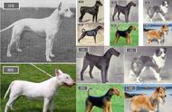 百年变迁：这些常见犬种的外貌变化