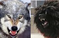 北美灰狼与藏獒：谁是真正的犬科霸主？
