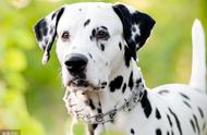 大麦町犬：优雅品种的代表，拥有白色与清晰的黑斑点