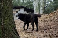 大别山中的纯黑色中华田园犬：狼的特质与霸气