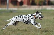 大麦町犬：世界名犬的斑点狗代表