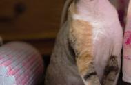 吉奥家的德文卷毛猫：猫仙琛的繁育经验分享