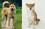 柴犬与中华田园犬：哪个更适合养宠物？